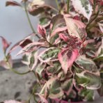 Hortenzia pílovitá (Hydrangea serrata) ´EUPHORIA PINK´ - výška 25-35 cm, kont. C3L 